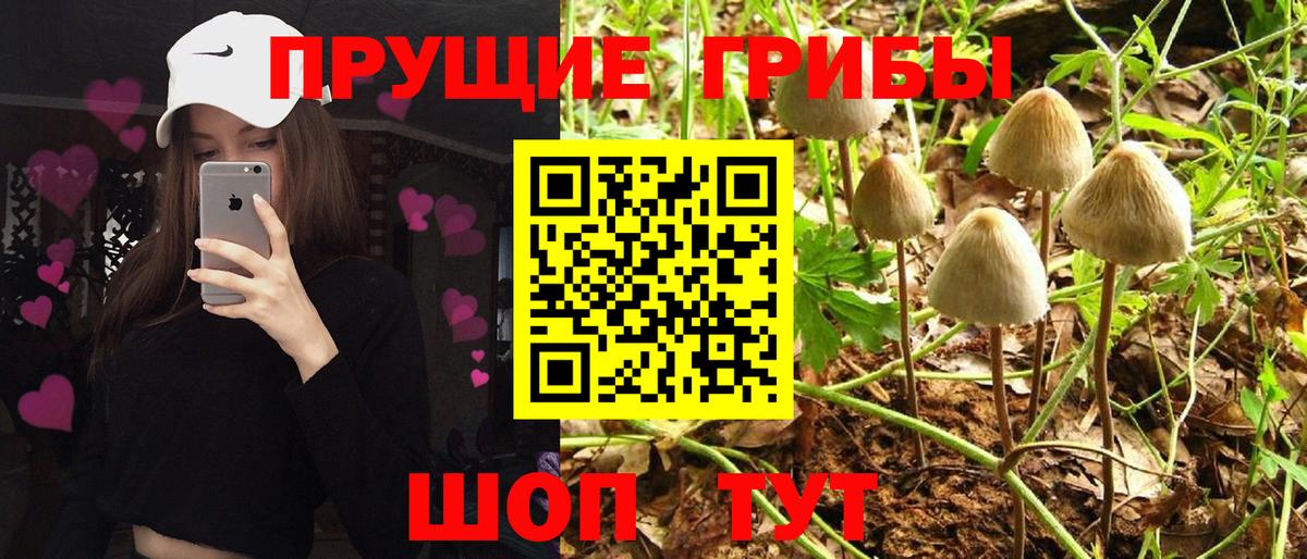 Галлюциногенные грибы прущие грибы Славянск-на-Кубани